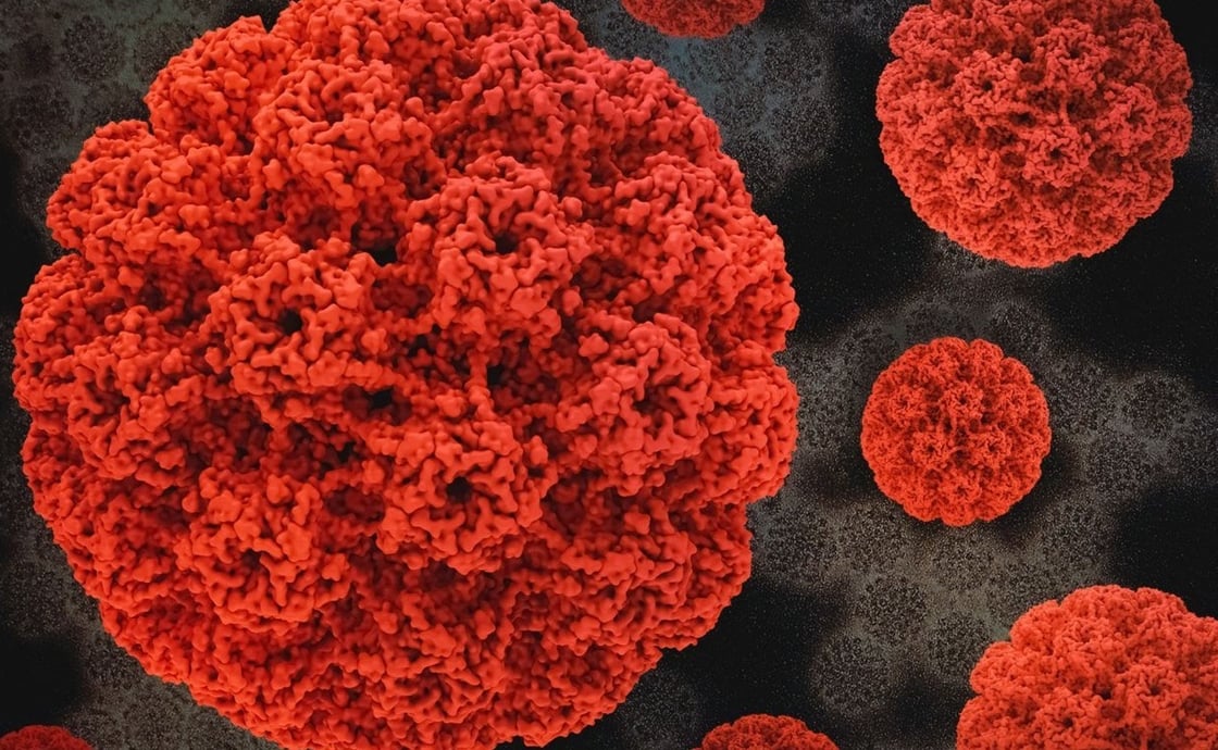 The human papillomavirus (HPV) is responsible for most cervical cancers. Image credit: NIAID (CC0)