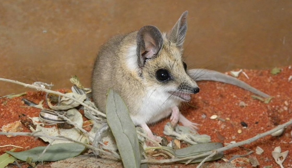 The fat-tailed dunnart (S. crassicaudata) is emerging as an important model organism for evolutionary developmental biology.