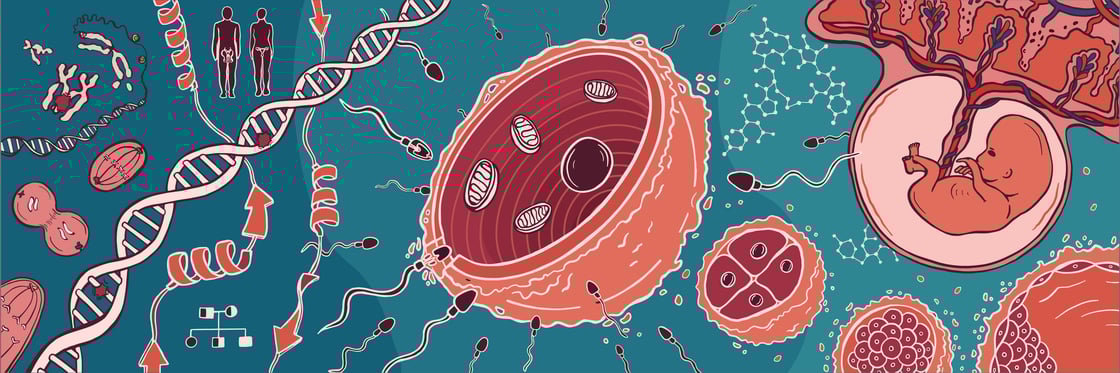 The illustration shows various biological processes involved in reproduction, such as gamete formation, fertilization and a developing foetus